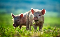 Two Piglets